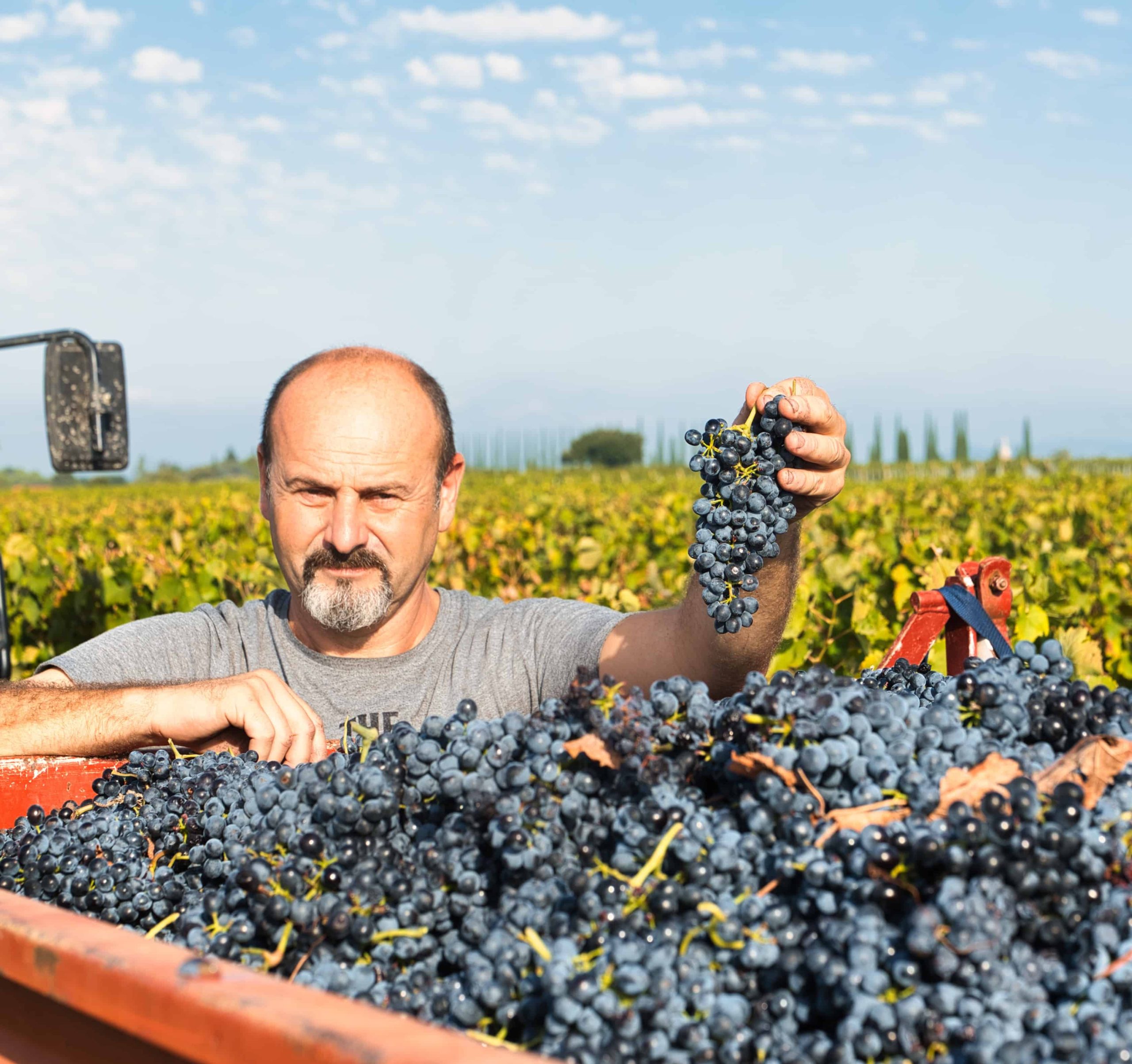 Biodynamie, infusion et grenache : pourquoi le Domaine Boisson me met une claque